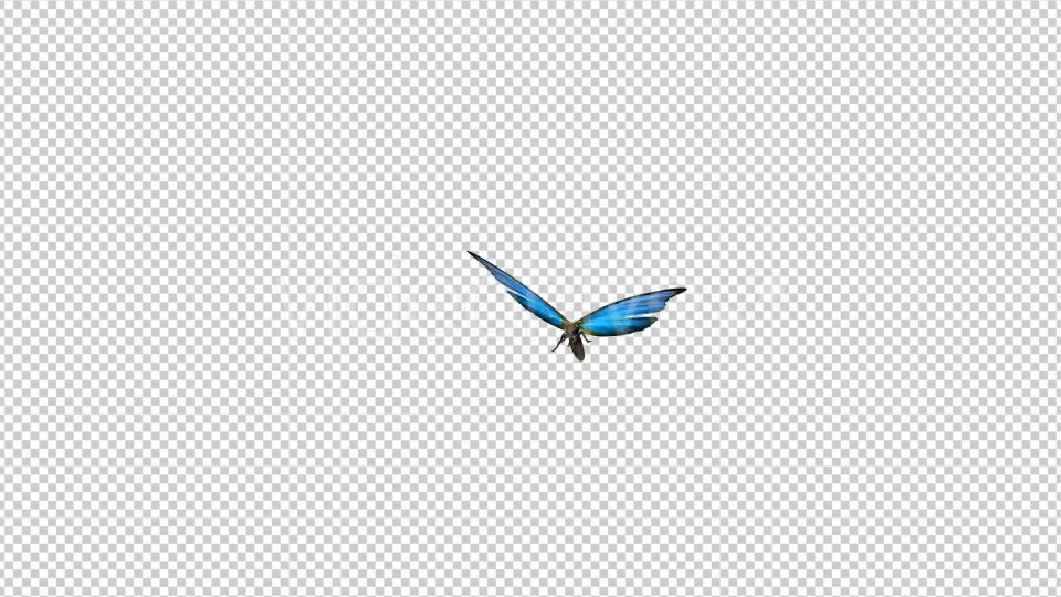 Flying Butterfly Blue Swallowtail Videohive 10072609 Motion Graphics Image 4