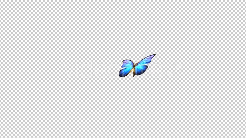 Flying Butterfly Blue Swallowtail Videohive 10072609 Motion Graphics Image 5