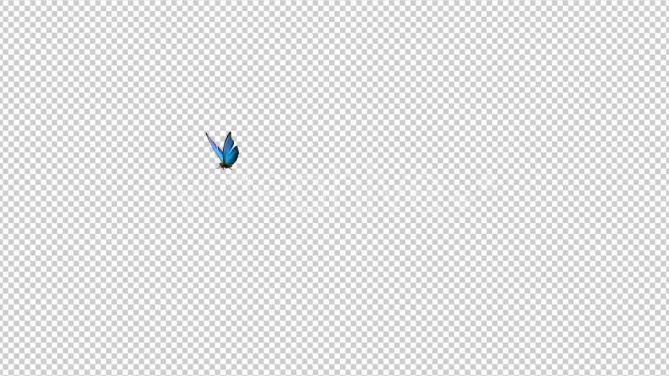 Flying Butterfly Blue Swallowtail Videohive 10072609 Motion Graphics Image 8