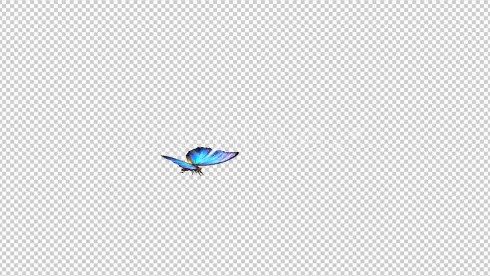 Flying Butterfly - Blue Swallowtail - Transparent Loop, Bugs Motion  Graphics ft. nature & bug - Envato Elements