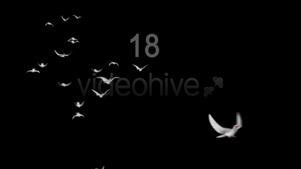 Flying Doves 4 Videohive 2950243 Motion Graphics Image 11