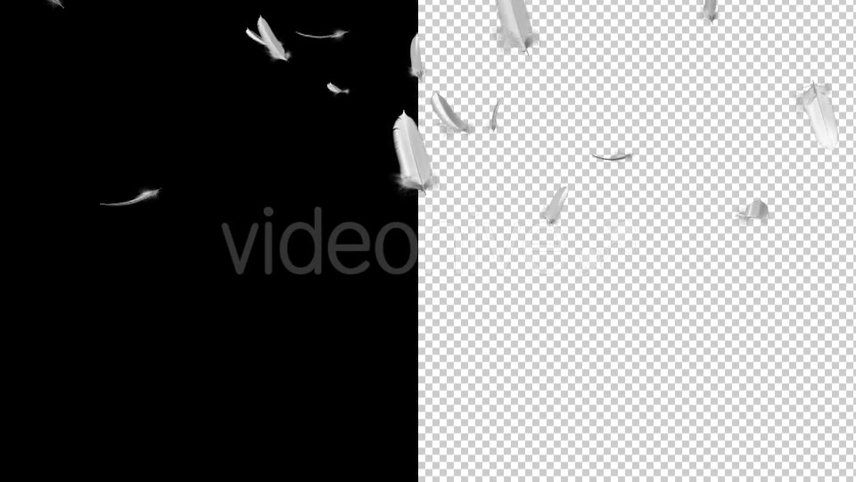 Flying Feathers - Download Videohive 19854892