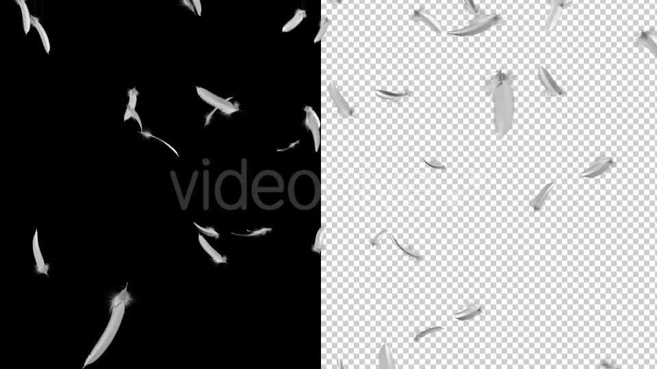 Flying Feathers - Download Videohive 19854892