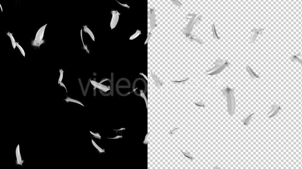 Flying Feathers - Download Videohive 19854892