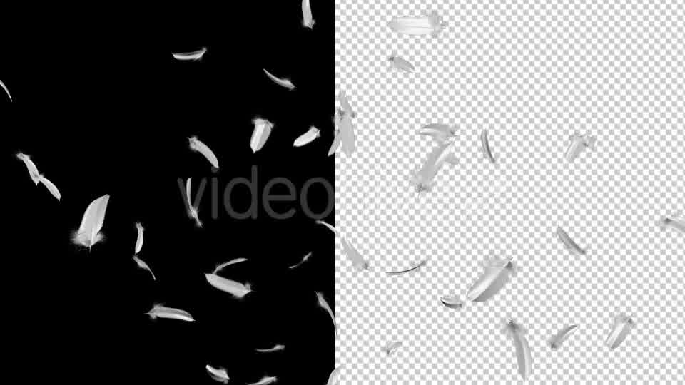 Flying Feathers - Download Videohive 19854892