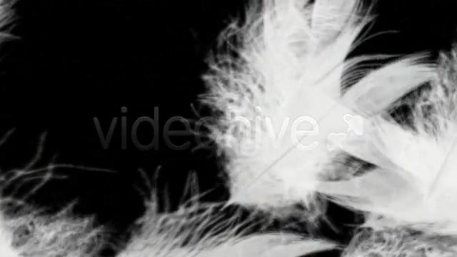 Flying Feathers Intro HD Videohive 20808 Motion Graphics Image 10