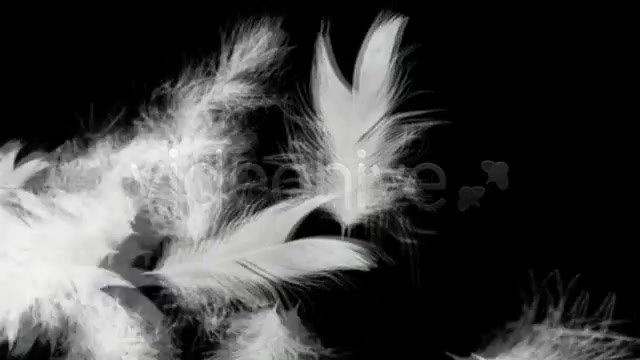 Flying Feathers Intro HD Videohive 20808 Motion Graphics Image 11