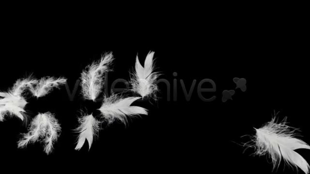 Flying Feathers Intro HD Videohive 20808 Motion Graphics Image 2