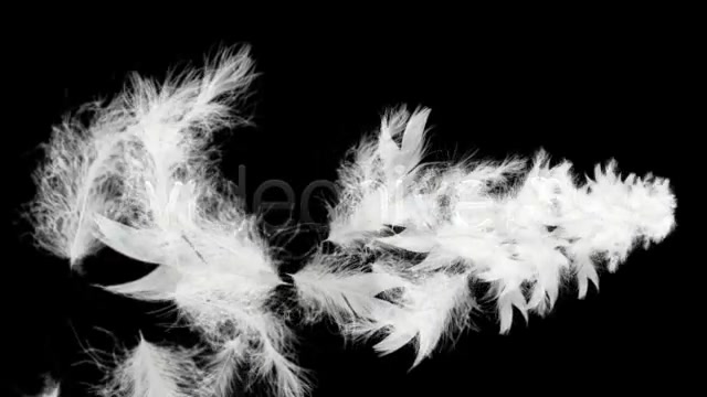 Flying Feathers Intro HD Videohive 20808 Motion Graphics Image 3