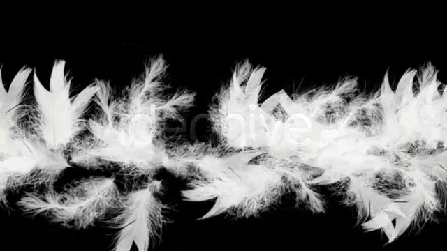 Flying Feathers Intro HD Videohive 20808 Motion Graphics Image 4