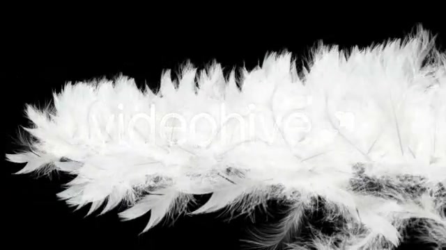 Flying Feathers Intro HD Videohive 20808 Motion Graphics Image 5