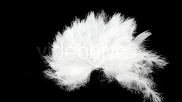 Flying Feathers Intro HD Videohive 20808 Motion Graphics Image 6