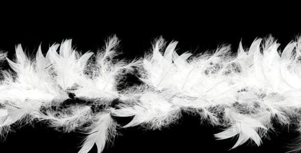 Flying Feathers Intro HD - 20808 Videohive Download
