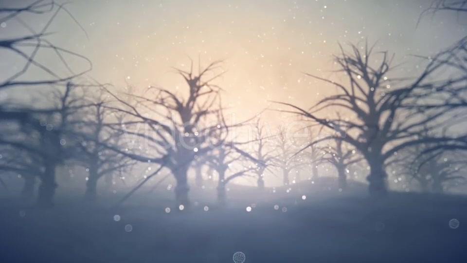 Forest Covered with Snow - Download Videohive 13360006