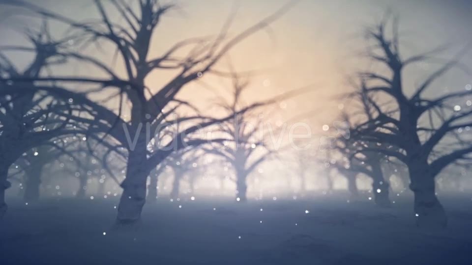 Forest Covered with Snow - Download Videohive 13360006