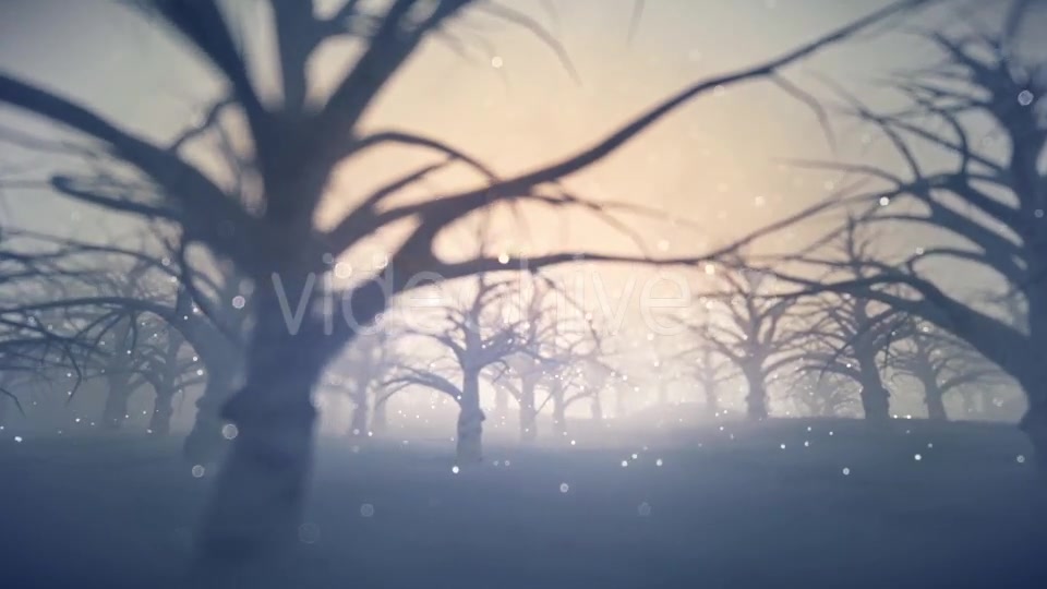 Forest Covered with Snow - Download Videohive 13360006