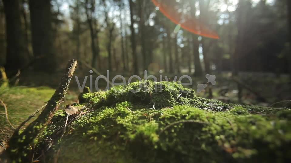 Forest  Videohive 4221187 Stock Footage Image 1