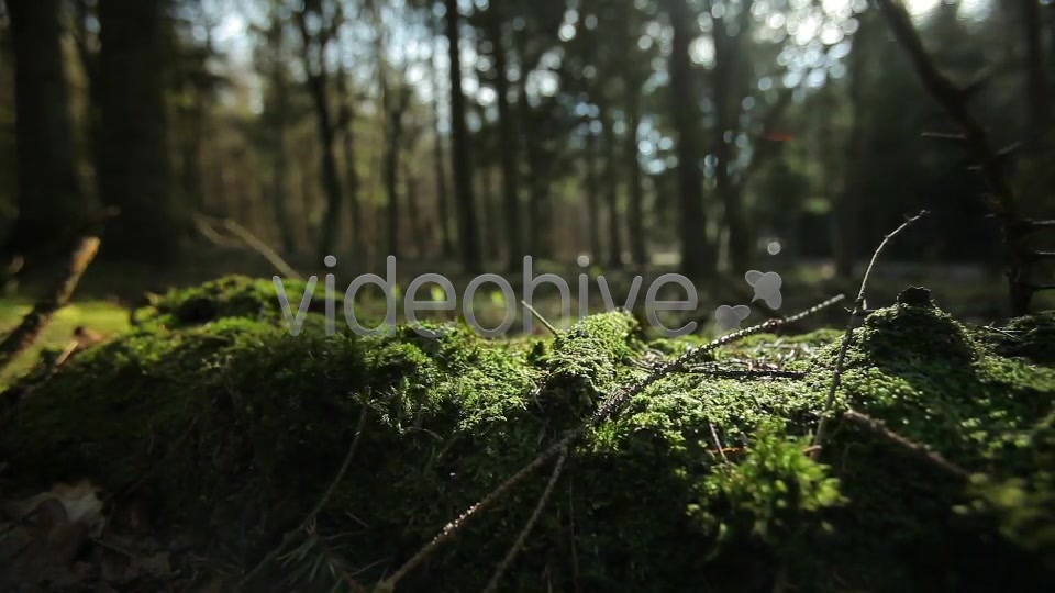Forest  Videohive 4221187 Stock Footage Image 10