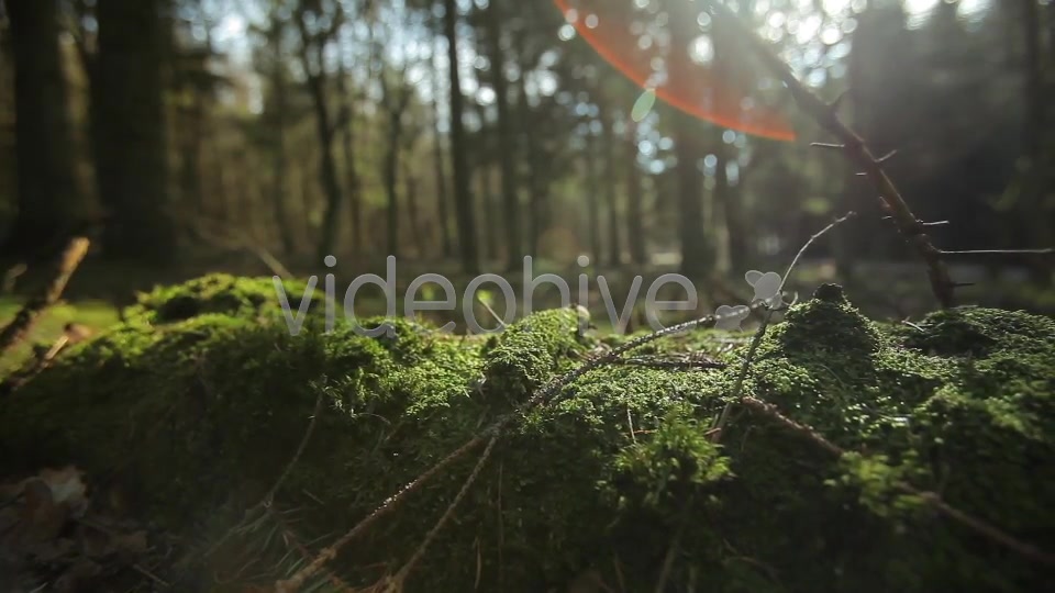 Forest  Videohive 4221187 Stock Footage Image 11