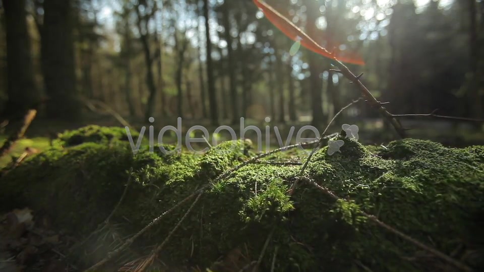 Forest  Videohive 4221187 Stock Footage Image 12