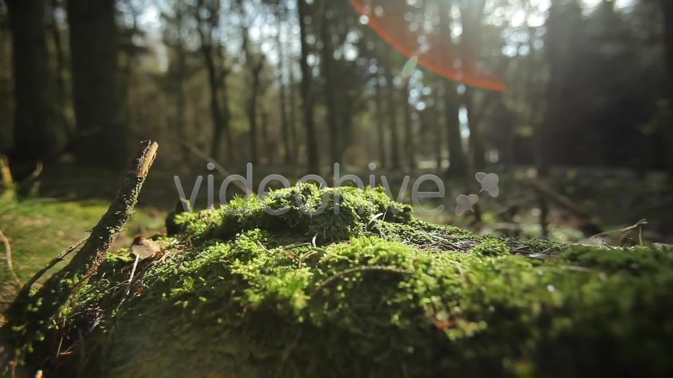 Forest  Videohive 4221187 Stock Footage Image 2
