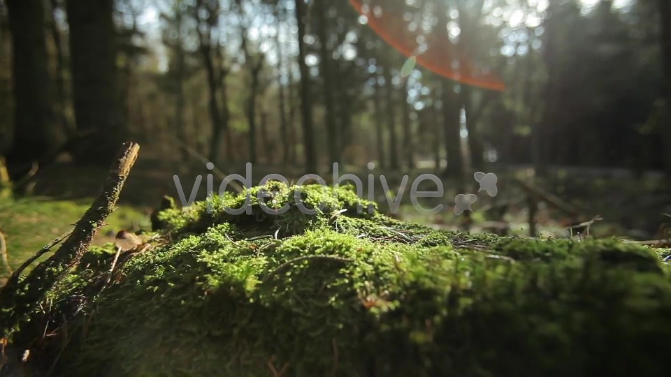 Forest  Videohive 4221187 Stock Footage Image 3