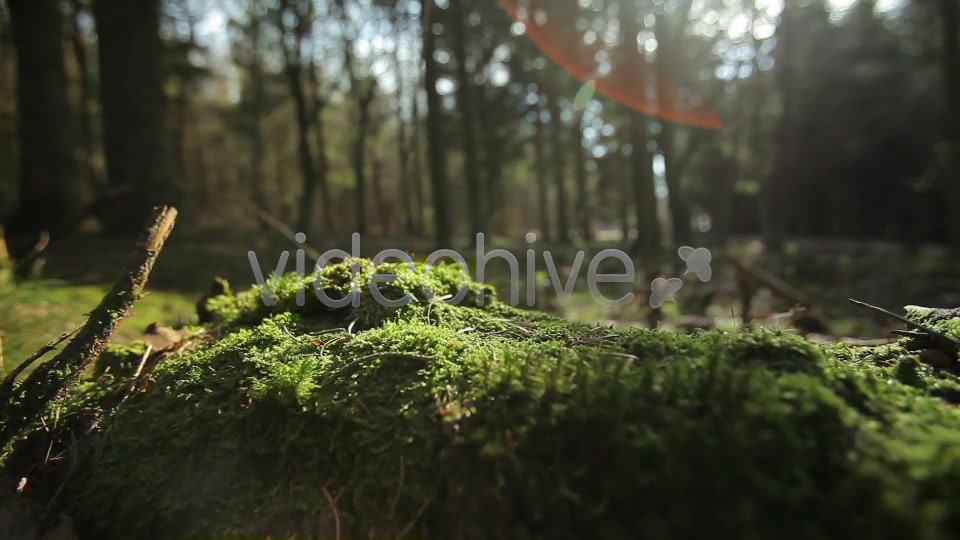 Forest  Videohive 4221187 Stock Footage Image 4