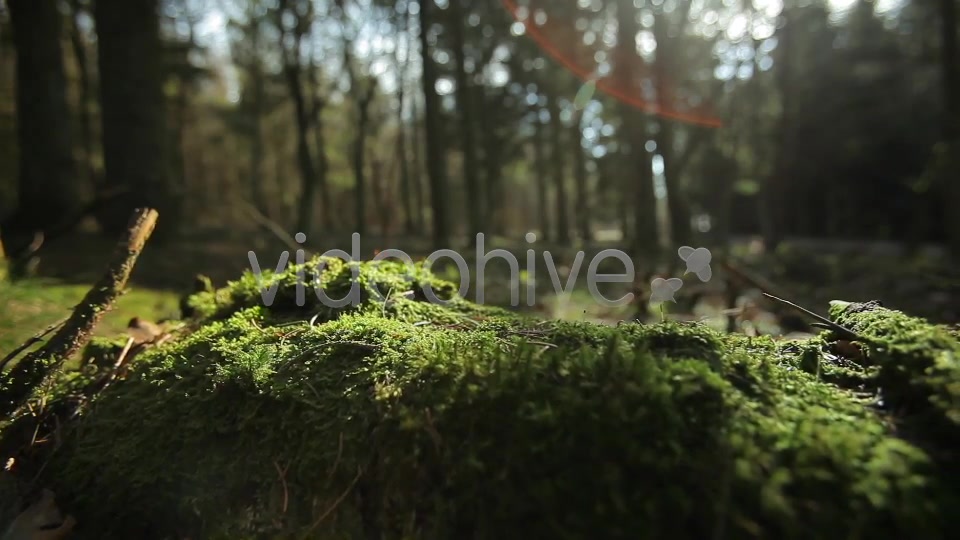 Forest  Videohive 4221187 Stock Footage Image 5