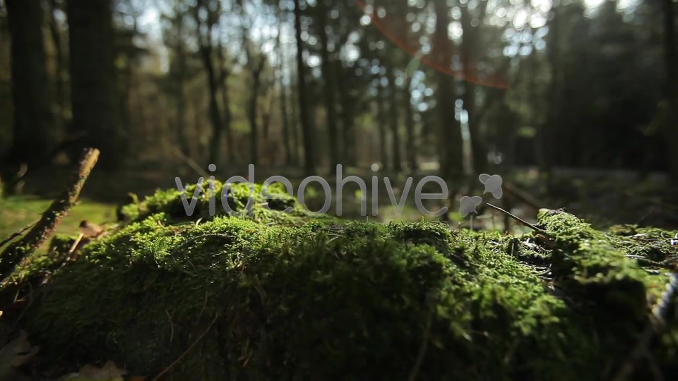 Forest  Videohive 4221187 Stock Footage Image 6