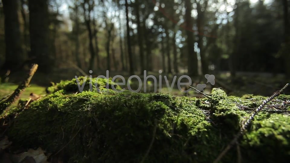 Forest  Videohive 4221187 Stock Footage Image 7