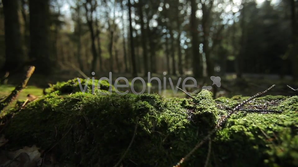 Forest  Videohive 4221187 Stock Footage Image 8