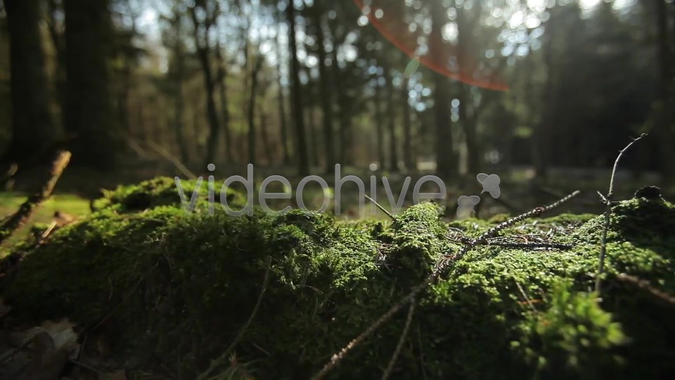 Forest  Videohive 4221187 Stock Footage Image 9