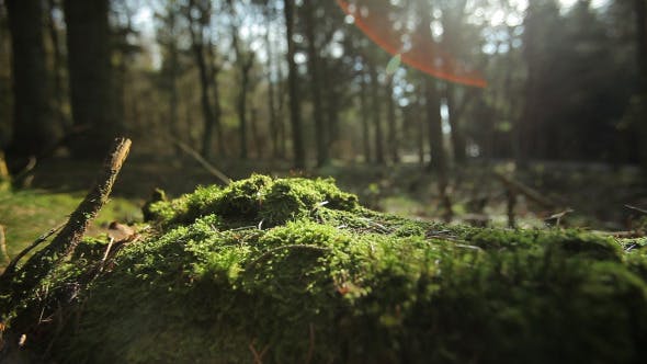 Forest  - Download 4221187 Videohive
