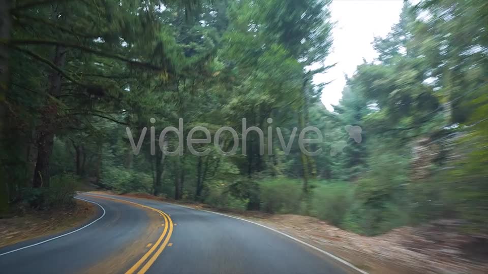 Forest Drive  Videohive 6274164 Stock Footage Image 1