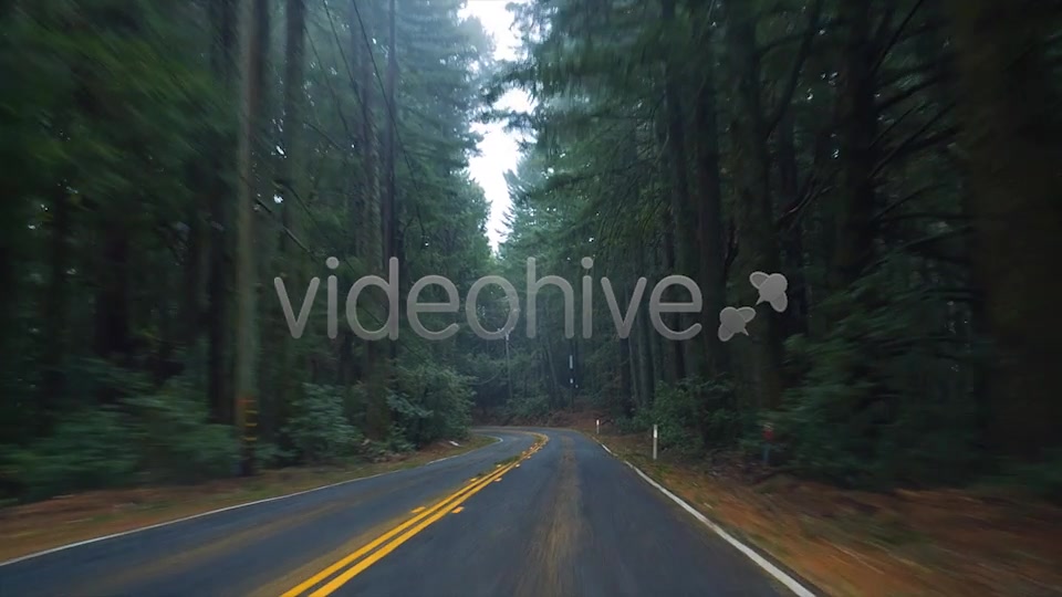Forest Drive  Videohive 6274164 Stock Footage Image 10