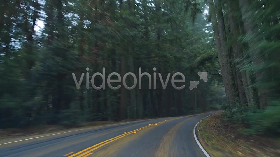 Forest Drive  Videohive 6274164 Stock Footage Image 3