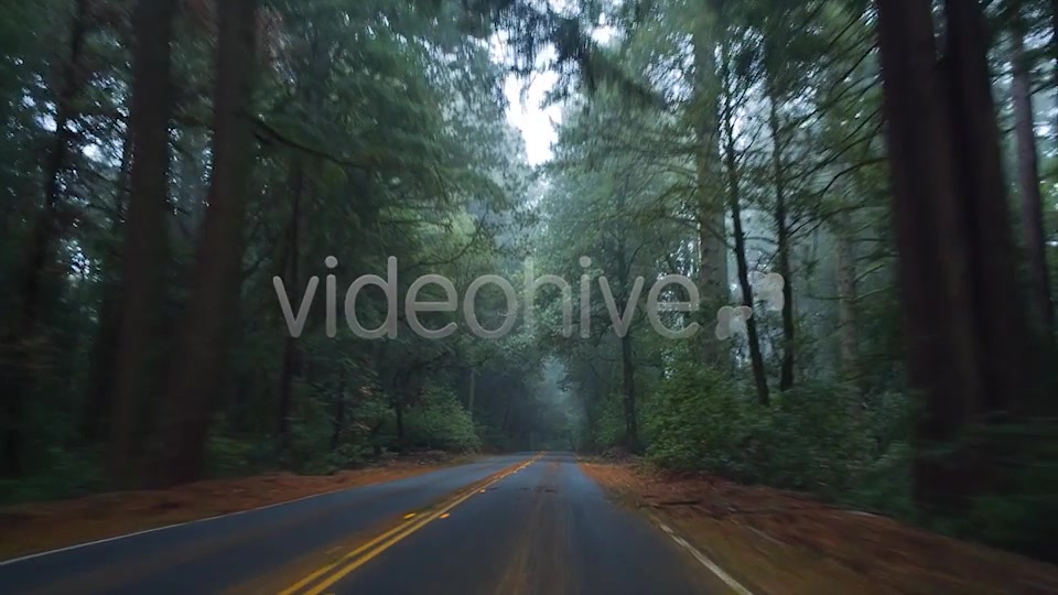 Forest Drive  Videohive 6274164 Stock Footage Image 4