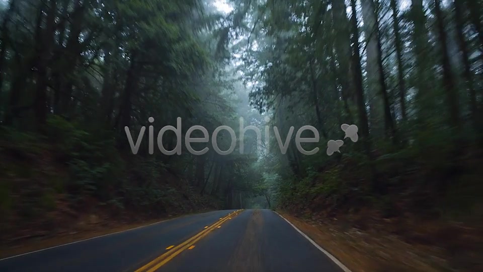 Forest Drive  Videohive 6274164 Stock Footage Image 5