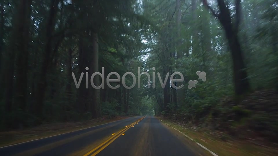 Forest Drive  Videohive 6274164 Stock Footage Image 7