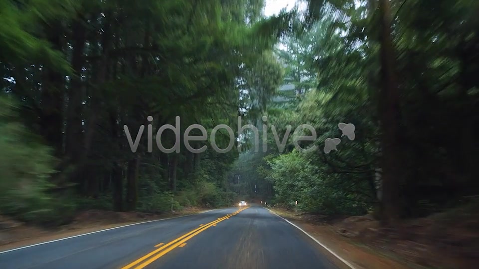Forest Drive  Videohive 6274164 Stock Footage Image 9