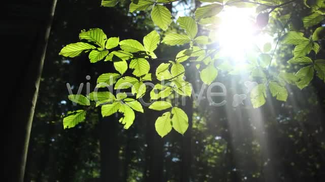 Forest  Videohive 3813830 Stock Footage Image 1