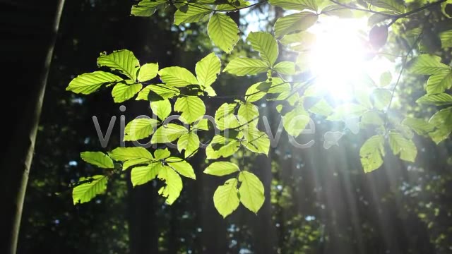 Forest  Videohive 3813830 Stock Footage Image 10