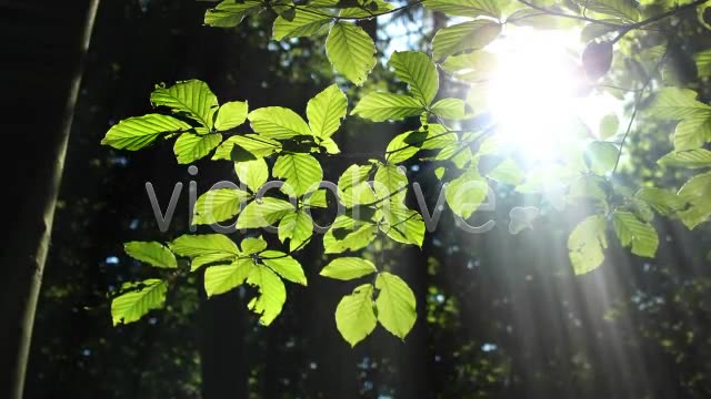 Forest  Videohive 3813830 Stock Footage Image 11