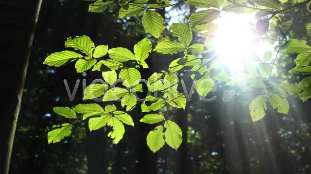 Forest  Videohive 3813830 Stock Footage Image 12