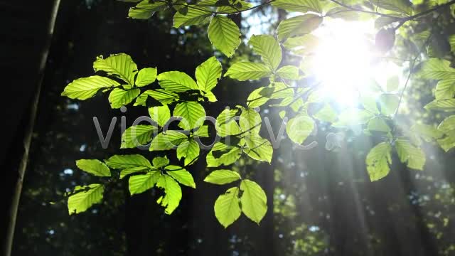 Forest  Videohive 3813830 Stock Footage Image 13