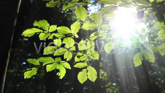Forest  Videohive 3813830 Stock Footage Image 14