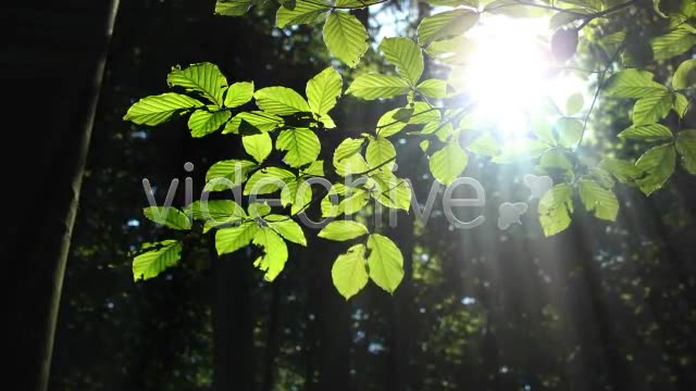 Forest  Videohive 3813830 Stock Footage Image 2