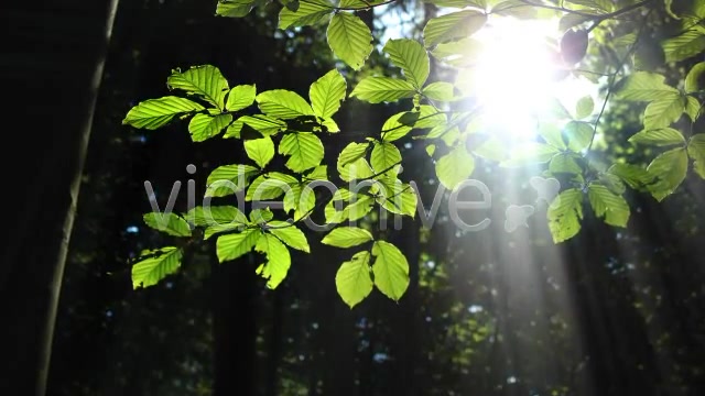 Forest  Videohive 3813830 Stock Footage Image 3