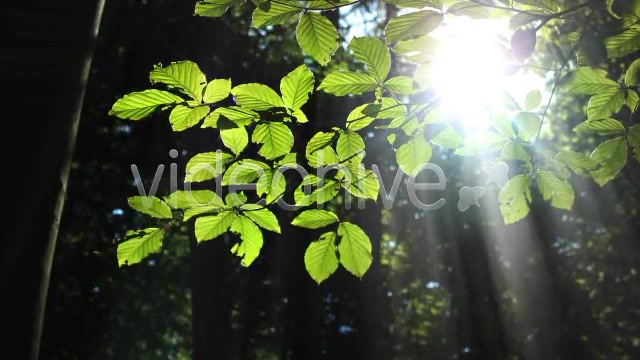 Forest  Videohive 3813830 Stock Footage Image 4