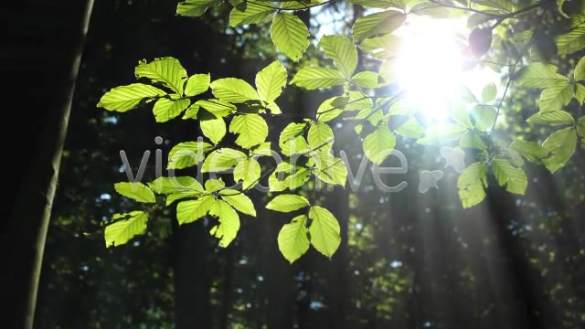 Forest  Videohive 3813830 Stock Footage Image 5